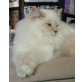 Little Lottie, Ragdoll - Katze