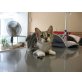 Little One, EKH Mix - Katze