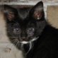 Liu, schwarz/weiße - Katze