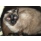 Liv, Thai - Katze