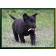 Liv und Laycy von der Osterwiese, Deutscher Schäferhund Welpen - Hündin