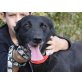 Livai, Labrador-Schäferhund-Mix - Rüde