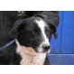 Livia, Kurzhaar Border Collie-Mischling - Hündin