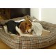 Livy, Beagle - Hündin
