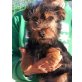 Liyo, ca. 25 cm, Yorkshire Terrier Mischling - Rüde