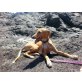 Liz, ist eine Podenco-Mischlings-Hündin - Hündin