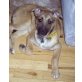 Liza, Collie-Mix - Hündin