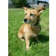 Lizi, Dackel-Terrier-Mix - Hündin