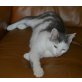 Lizy, Mischling - Katze