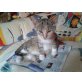 Lizzy, KATZENBABY getigert abzugeben - Katze