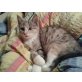Lizzy, KATZENBABY mit komplett neuem Zubehör - Katze