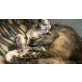 Lizzy, Norwegische Waldkatze - Katze
