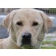 Llampino, Labrador Retriever - Rüde