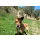Llanca, Boxer-Labrador - Hündin