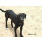 Lliro, anhänglicher Labrador-MIx - Rüde