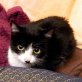Lloron, Europäische Kurzhaarkatze - Kater