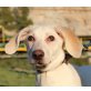 Lluna, Labrador Doggen Mix Welpen - Hündin