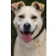 Lluna, Labrador-Mix - Hündin