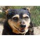 Lluna, Terrier - Hündin