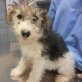 Lluvia,verspielt, neugierig,aufgeschlossen, Foxterrier-Mischling Welpen - Hündin