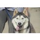 Loba, Alaskan Malamute - Hündin