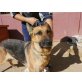 Loba, sehr nett, Deutscher Schäferhund - Hündin