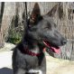 Lobo, Schäferhund-Mix - Rüde