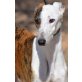 Lobo, kastr., ausgegl. & verschmuster, Galgo Español - Rüde
