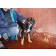 Lobo - über den Zaun geworfen Welpen - Rüde