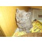 Locken, Selkirk Rex - Kater
