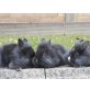 Löwenkopf zwerge männlich und weiblich