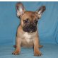Loggan, Lucas, Französische Bulldogge - Rüde