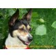 Lohmi, Jack Russel Mix - Hündin