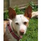 Loida, Podenco Andaluz - Hündin