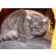 Loki, Britisch Langhaar - Kater