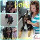 Loki, Mischling - Rüde