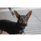 Loki, ist ein Ratonero-Mischling - Rüde