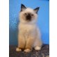 Loki von Burg Montfort, Heilige Birma - Kater