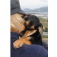 Loki, will mich jemand adoptieren Welpen - Rüde