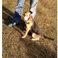 Lola, Beaglemix - Hündin