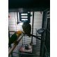 Lola, Blaustirnamazone - weiblich