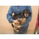 Lola, Cavalier King Charles - Hündin