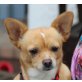 Lola, Chihuahua kurzhaariger Schlag - Hündin