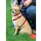 Lola, Chihuahua kurzhaariger Schlag - Hündin