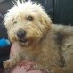 Lola II sehr süße, liebe Hündin, Petit Griffon - Hündin