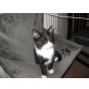 Lola, Lola sucht ein zuhause - Katze