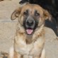 Lola, Mastin Espanol Mix - Hündin