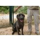 Lola, Mastino mix - Hündin