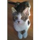 Lola, Mischling - Katze