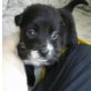 Lola, Mischling Welpen - Hündin